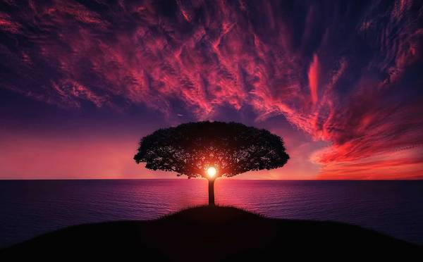 A tree at sunset